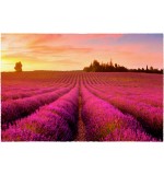 Fußmatte Lavendelfeld 50 cm x 75 cm