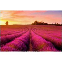 Fußmatte Lavendelfeld 50 cm x 75 cm