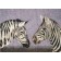 Fußmatte Clean Keeper Zebras