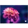 Fußmatte Blume rosa 50 cm x 75 cm